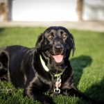 Pet Photography| Labrador Puppies|Pet Love, Pet Love-Finding Bella- Part 1