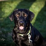 Pet Photography| Labrador Puppies|Pet Love, Pet Love-Finding Bella- Part 1