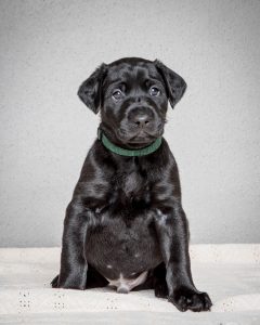 Labrador mom dog and her litter, CUTENESS ALERT-Protective mamma and her overly cute litter- Part 4