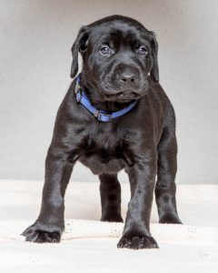 Labrador mom dog and her litter, CUTENESS ALERT-Protective mamma and her overly cute litter- Part 4