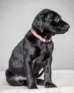Labrador mom dog and her litter, CUTENESS ALERT-Protective mamma and her overly cute litter- Part 4