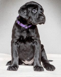 Labrador mom dog and her litter, CUTENESS ALERT-Protective mamma and her overly cute litter- Part 4