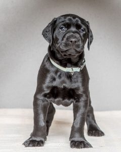 Labrador mom dog and her litter, CUTENESS ALERT-Protective mamma and her overly cute litter- Part 4