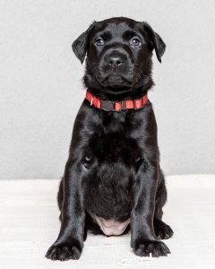 Labrador mom dog and her litter, CUTENESS ALERT-Protective mamma and her overly cute litter- Part 4