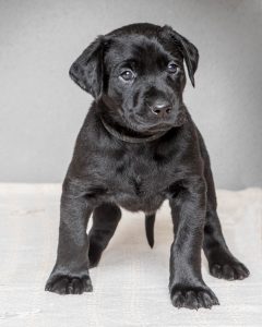 Labrador mom dog and her litter, CUTENESS ALERT-Protective mamma and her overly cute litter- Part 4