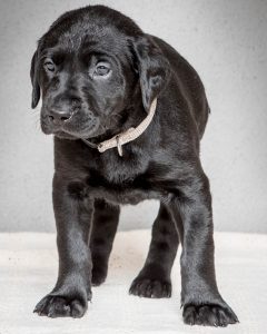 Labrador mom dog and her litter, CUTENESS ALERT-Protective mamma and her overly cute litter- Part 4