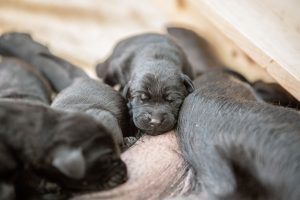 Labrador mom dog and her litter, CUTENESS ALERT-Protective mamma and her overly cute litter- Part 4