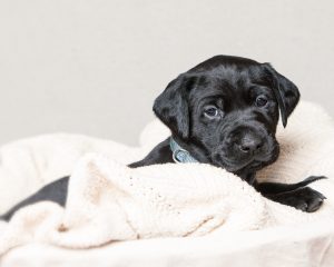 Labrador mom dog and her litter, CUTENESS ALERT-Protective mamma and her overly cute litter- Part 4