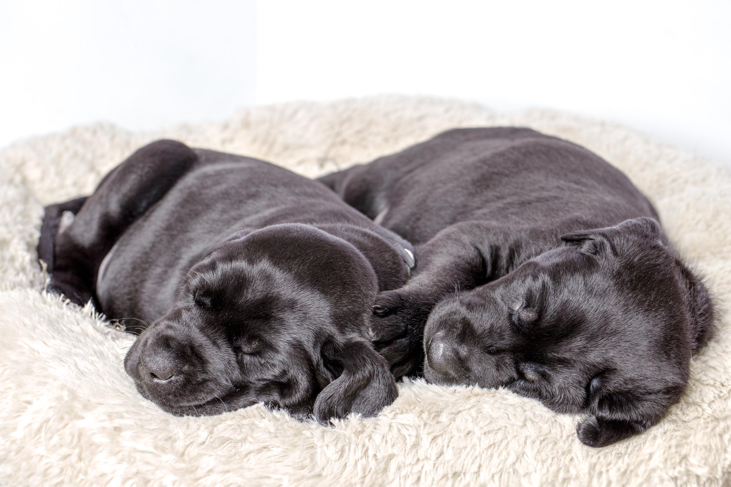 lab labrador