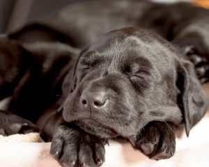 Labrador mom dog and her litter, CUTENESS ALERT-Protective mamma and her overly cute litter- Part 4