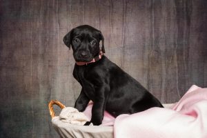 Labrador mom dog and her litter, CUTENESS ALERT-Protective mamma and her overly cute litter- Part 4