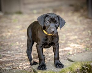 Labrador mom dog and her litter, CUTENESS ALERT-Protective mamma and her overly cute litter- Part 4