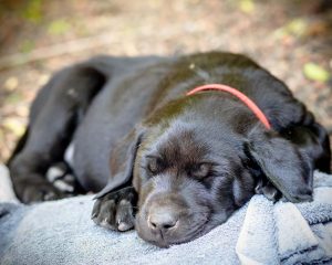 Labrador mom dog and her litter, CUTENESS ALERT-Protective mamma and her overly cute litter- Part 4