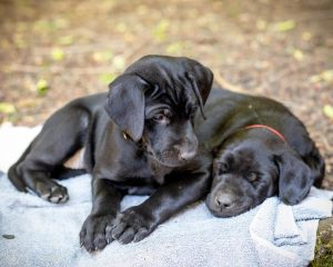 Labrador mom dog and her litter, CUTENESS ALERT-Protective mamma and her overly cute litter- Part 4