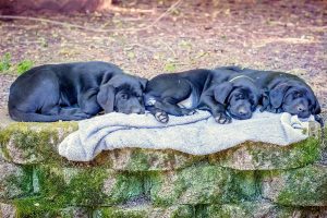 Labrador mom dog and her litter, CUTENESS ALERT-Protective mamma and her overly cute litter- Part 4