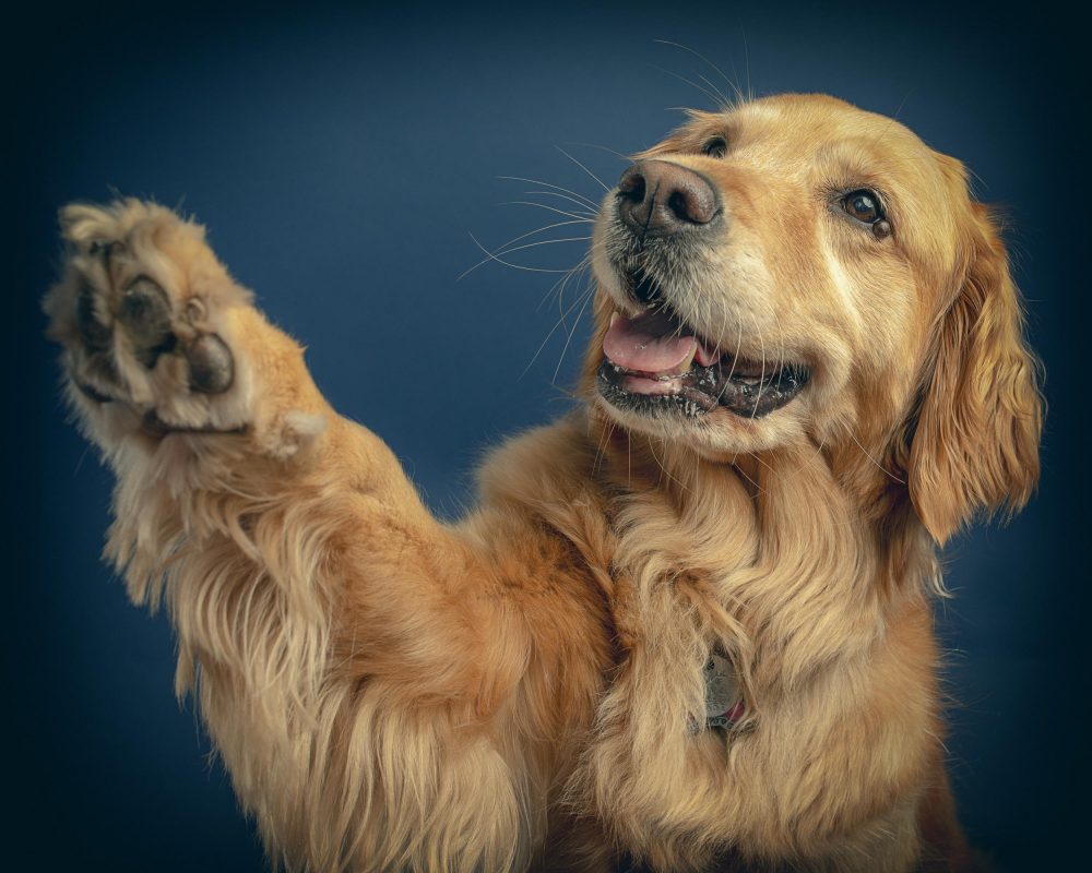 Pet Photography Tips|Bay Area Pet Photographer|Dog Photoshoot|San Francisco, Pet Photography Tips