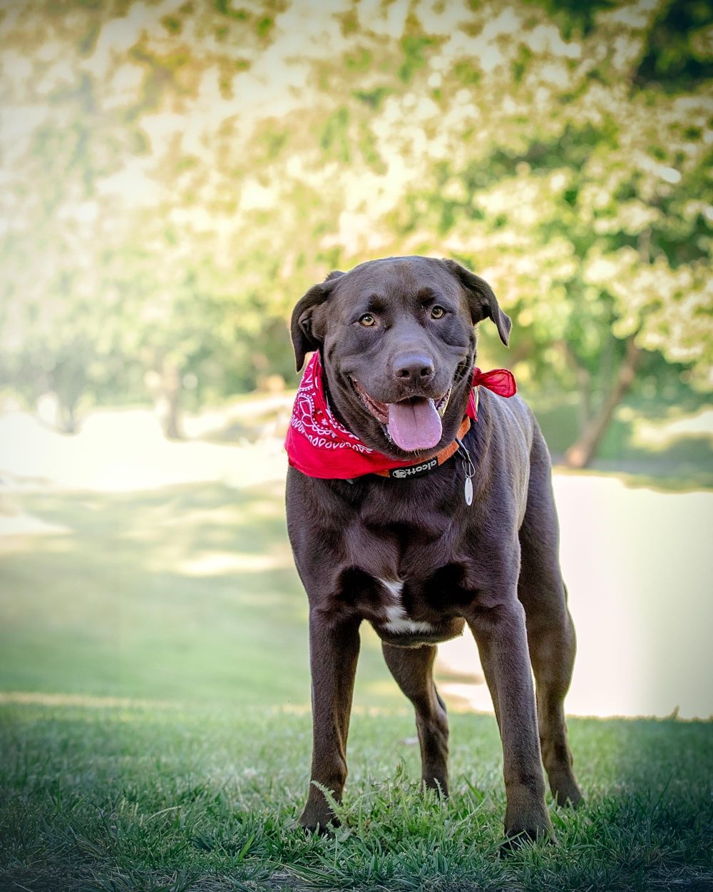 Pet Photography Tips|Bay Area Pet Photographer|Dog Photoshoot|San Francisco, Pet Photography Tips