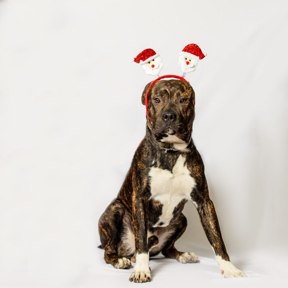 pitbull Pet xmas photo