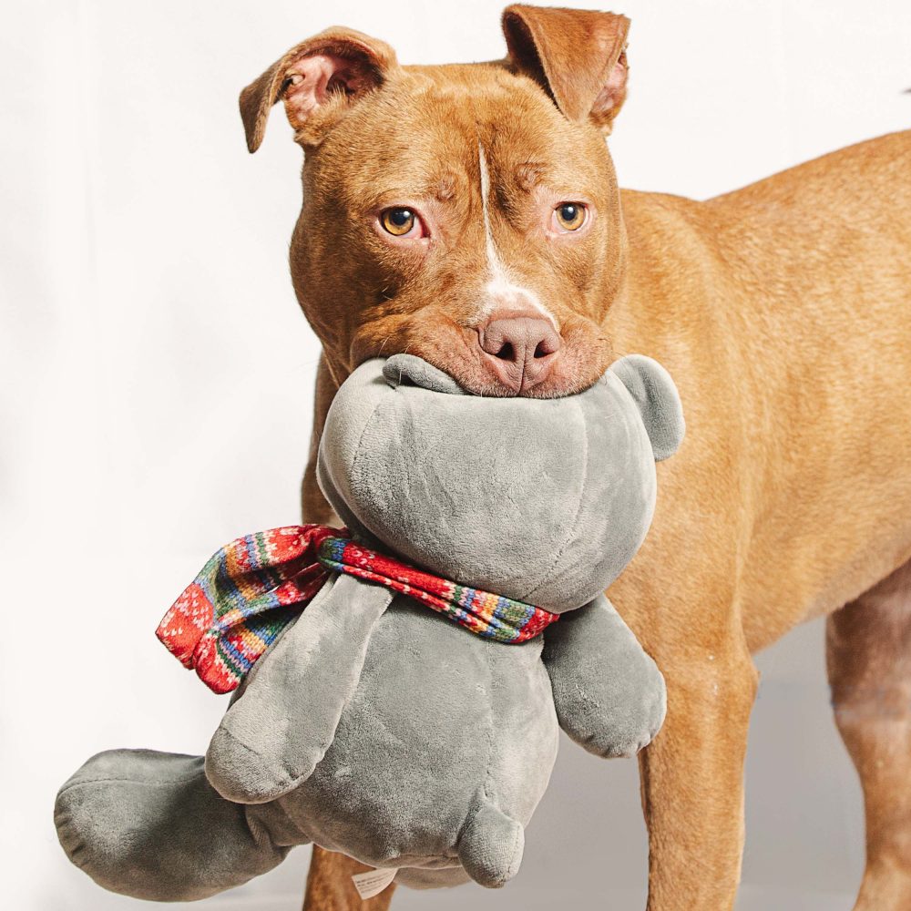 cute pitbull playing with toys