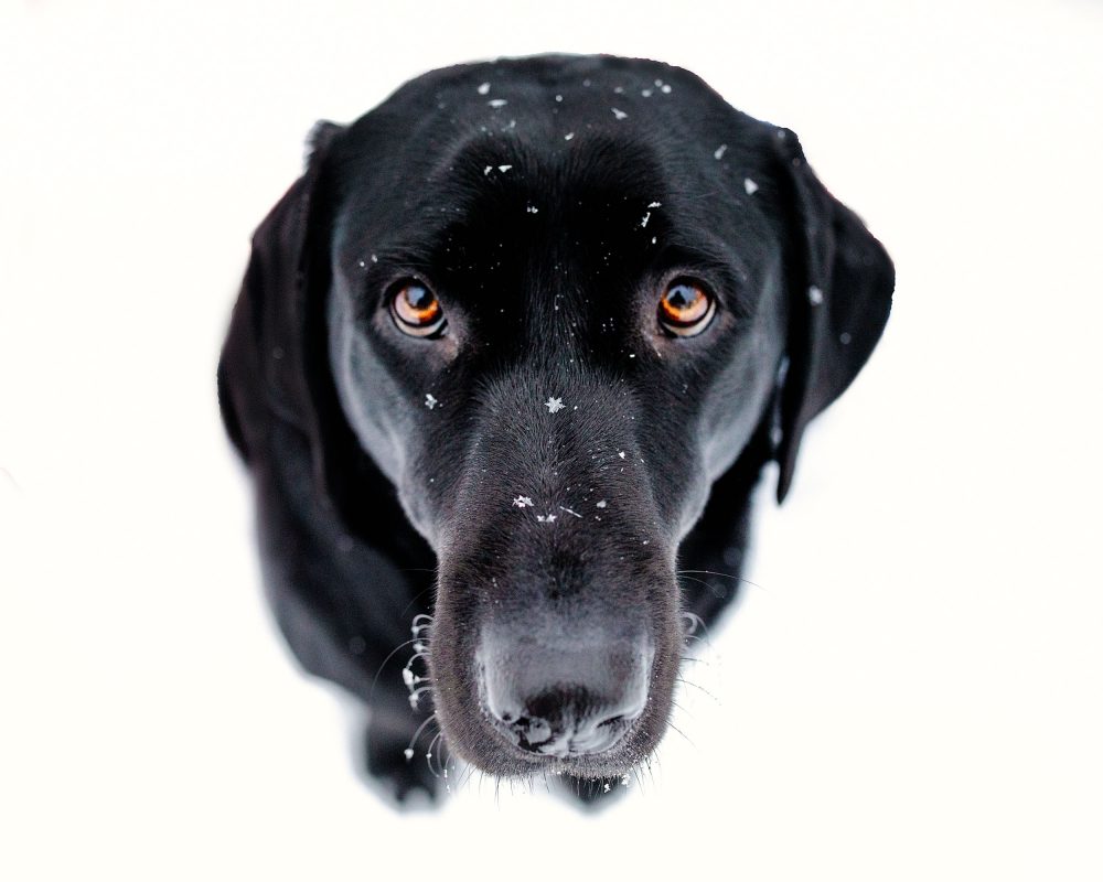 dog portrait in snow