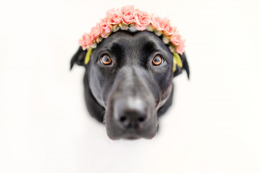dog photography with flower crown