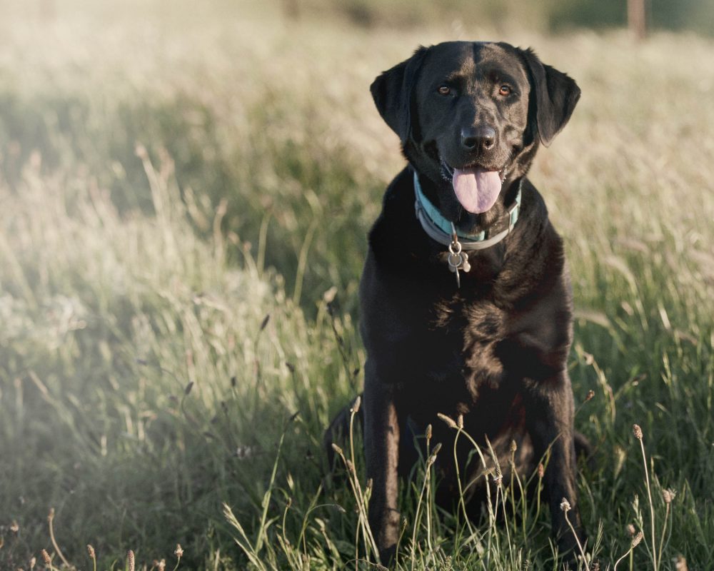 Pet Photography Tips|Bay Area Pet Photographer|Dog Photoshoot|San Francisco, Pet Photography Tips