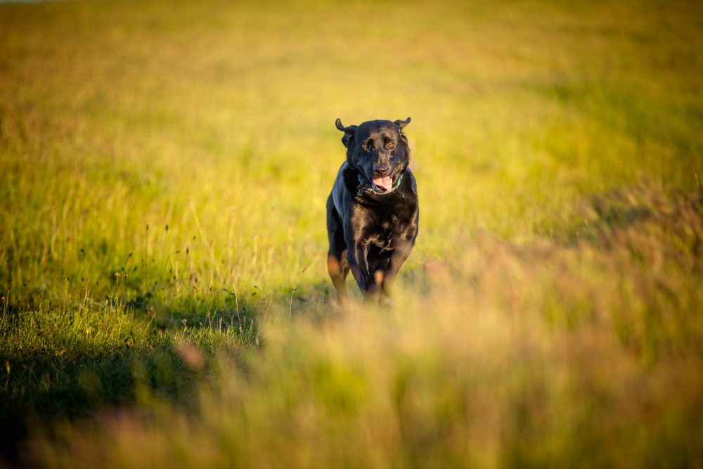 Running dog photo