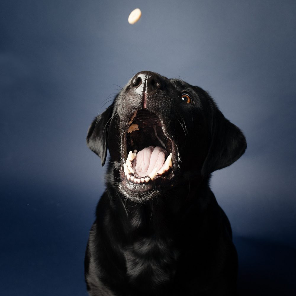 Pet Photography Tips|Bay Area Pet Photographer|Dog Photoshoot|San Francisco, Pet Photography Tips