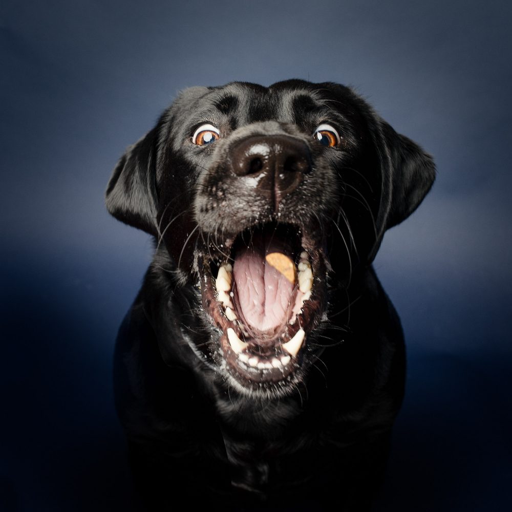 black labrador grabbing treats|oakland san francisco pet photographer