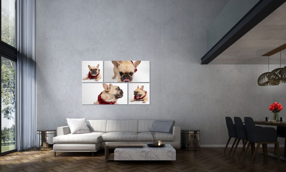 Frenchie Wall art