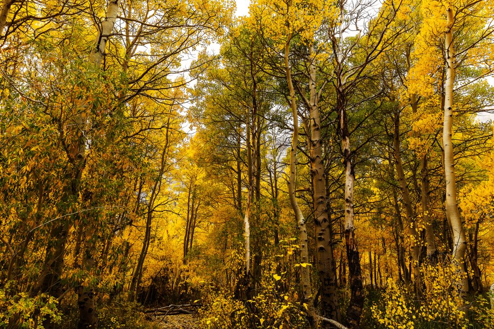 Convict Lake Fall colors Mammoth Mountain