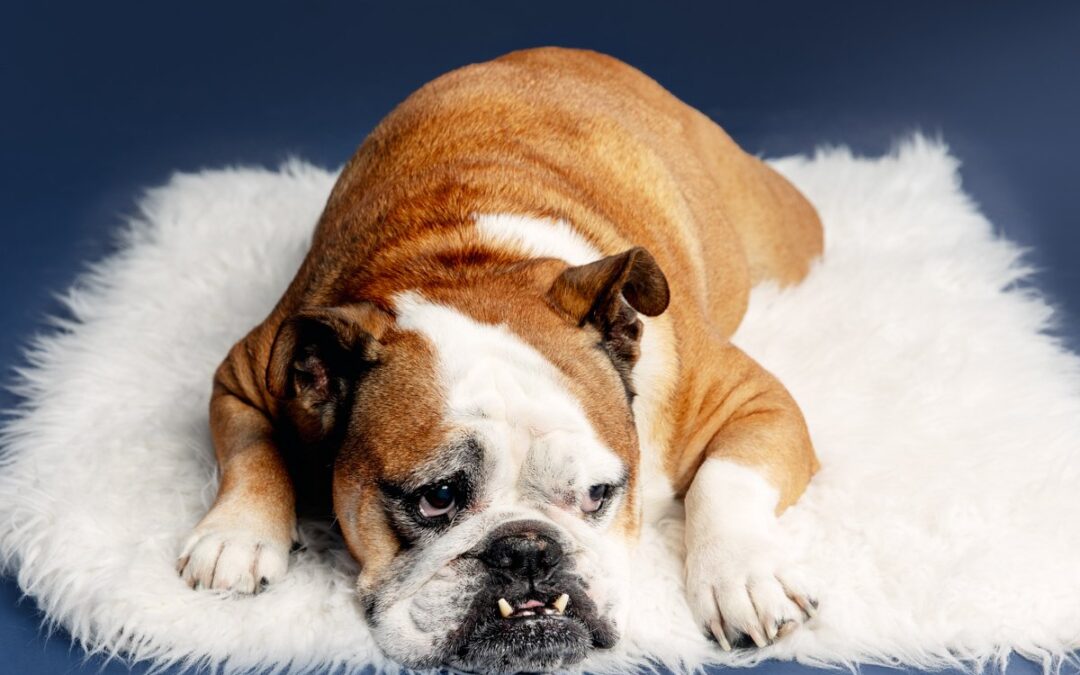 Dog Photoshoot