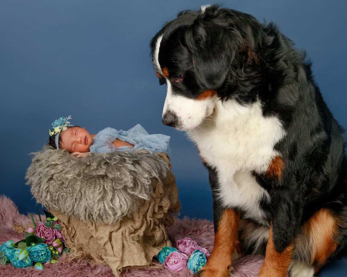 Bay Area Maternity Newborn and Headshots Photography, Pooja Photography-Bay Area’s Award Winning , Published, Professional, Premium Portrait Photographer NHM