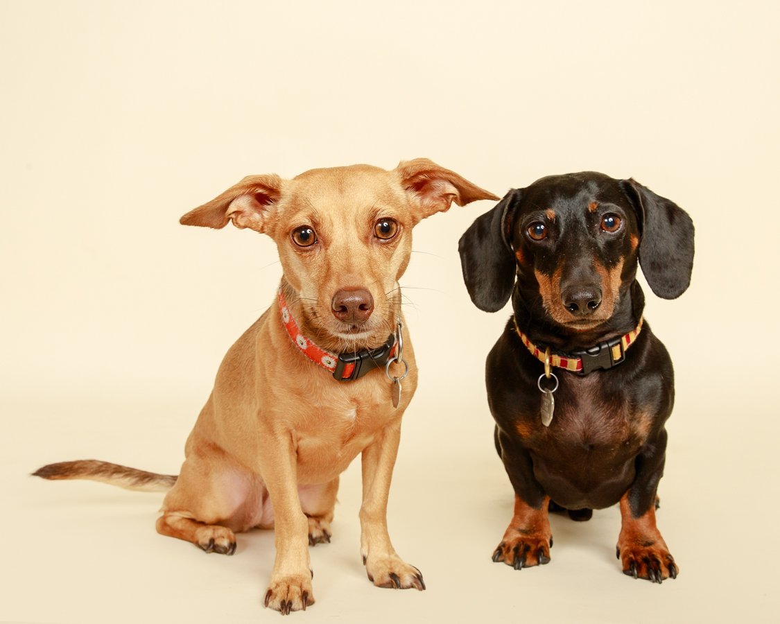 _Y7A7978-Edit Pet Photographer Near Me, Pawprints By Pooja