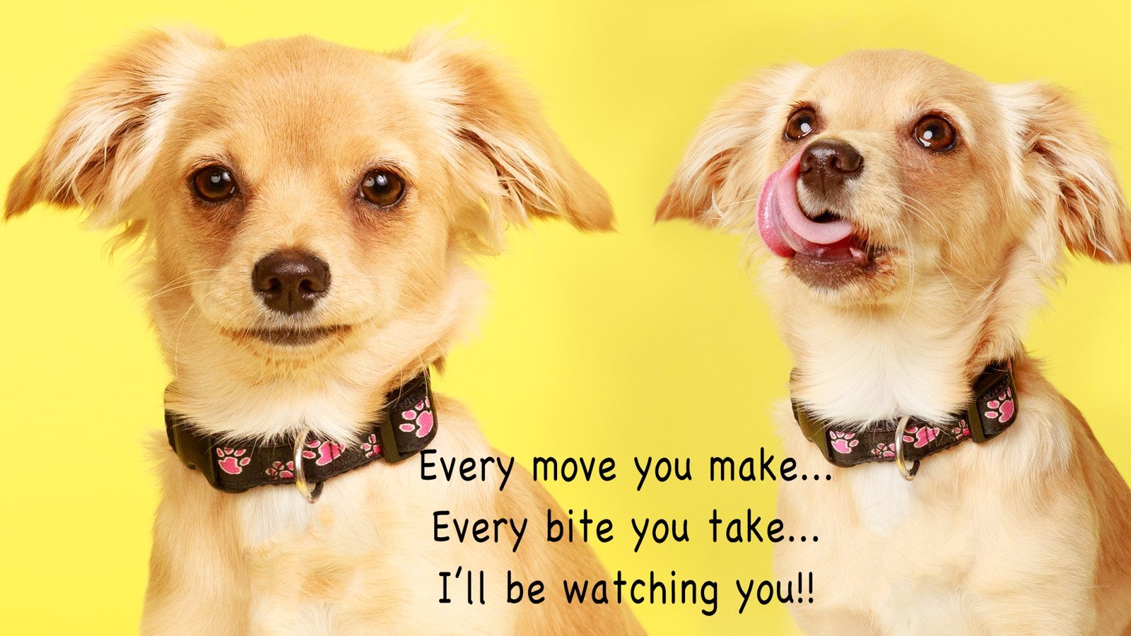 _Y7A0187-Edit-Edit , Why Pet photography should be left to professionals