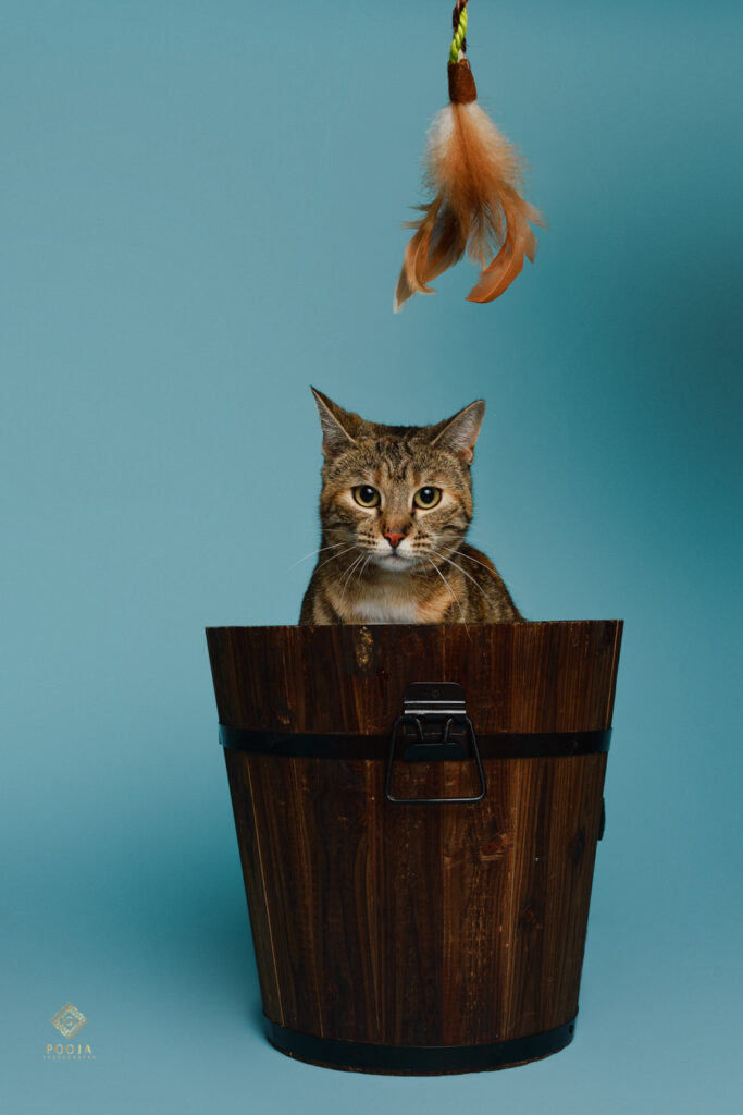 Cat Photoshoot