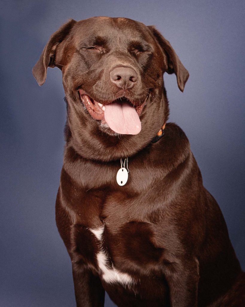 pet