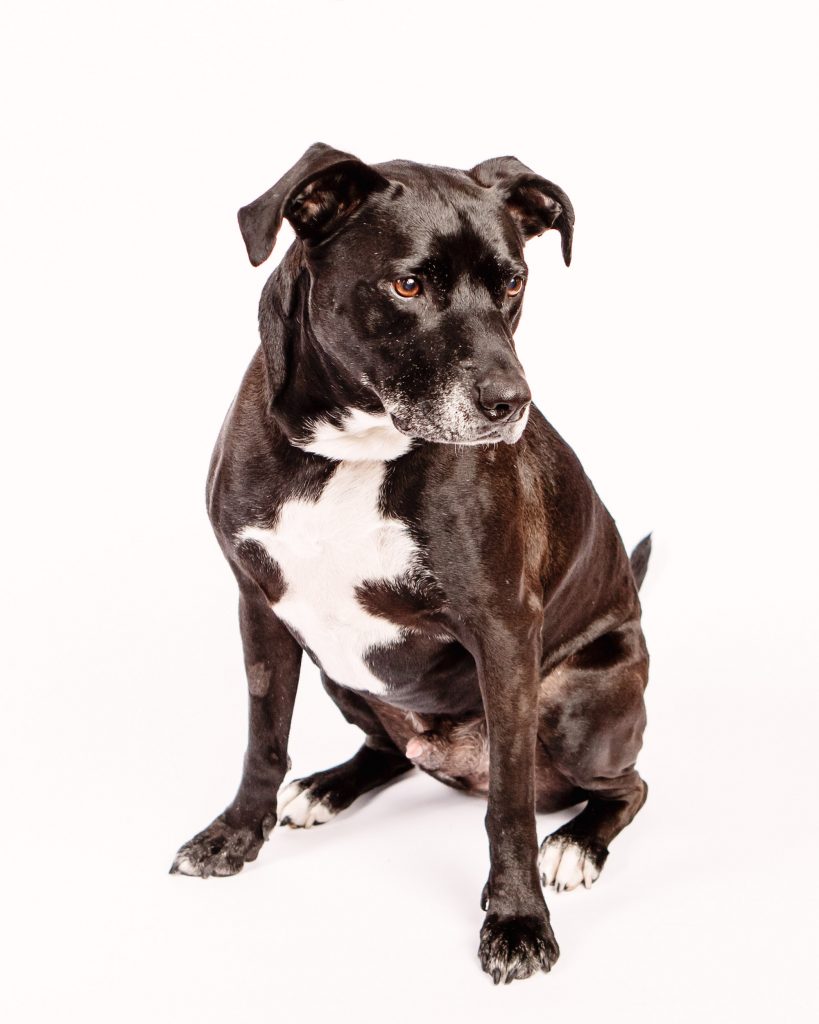 pet