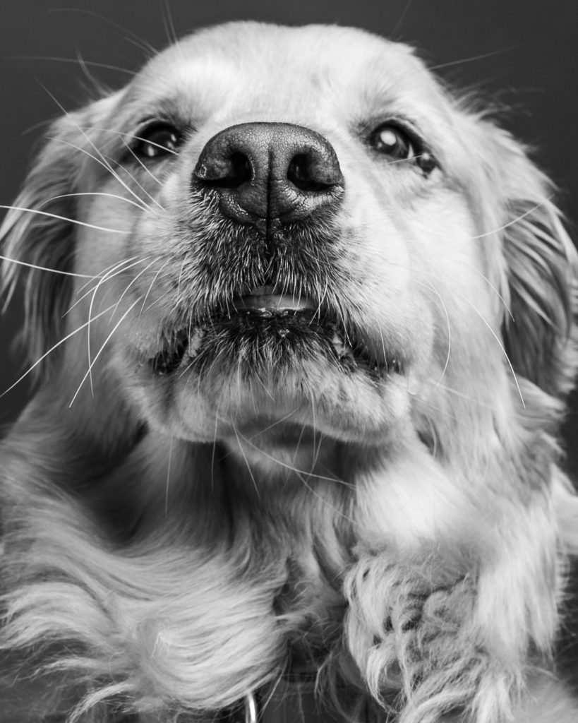 pet