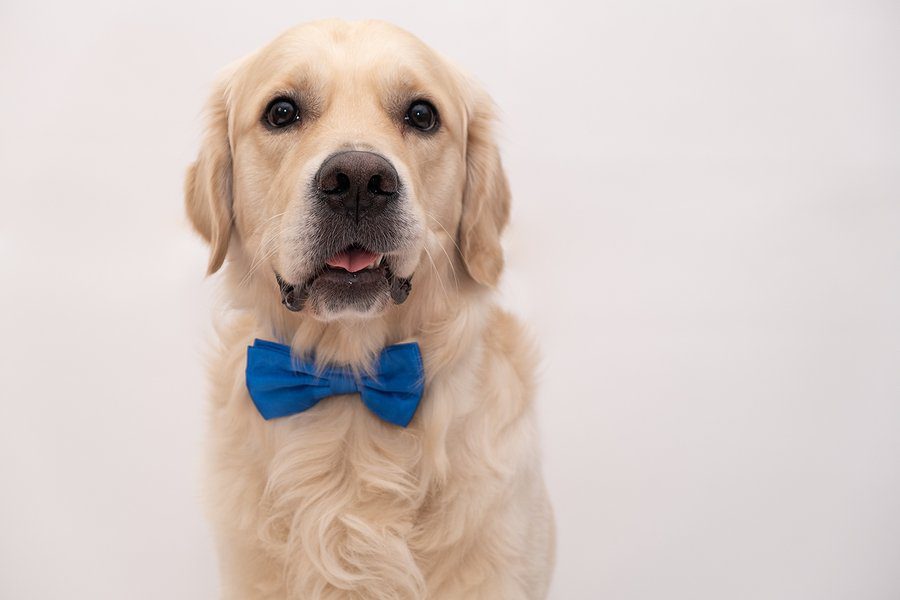 Occasions for Pet Photography- 6 Ideas | Schedule Pet Portraits