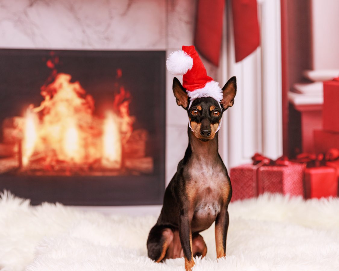 Pets Photoshoot