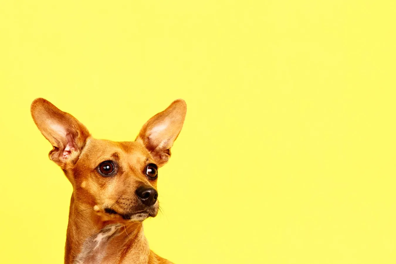 DOG-PHOTOGRAHER DOG PHOTOGRAHER