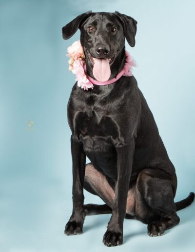 PET PHOTOGRAPHY