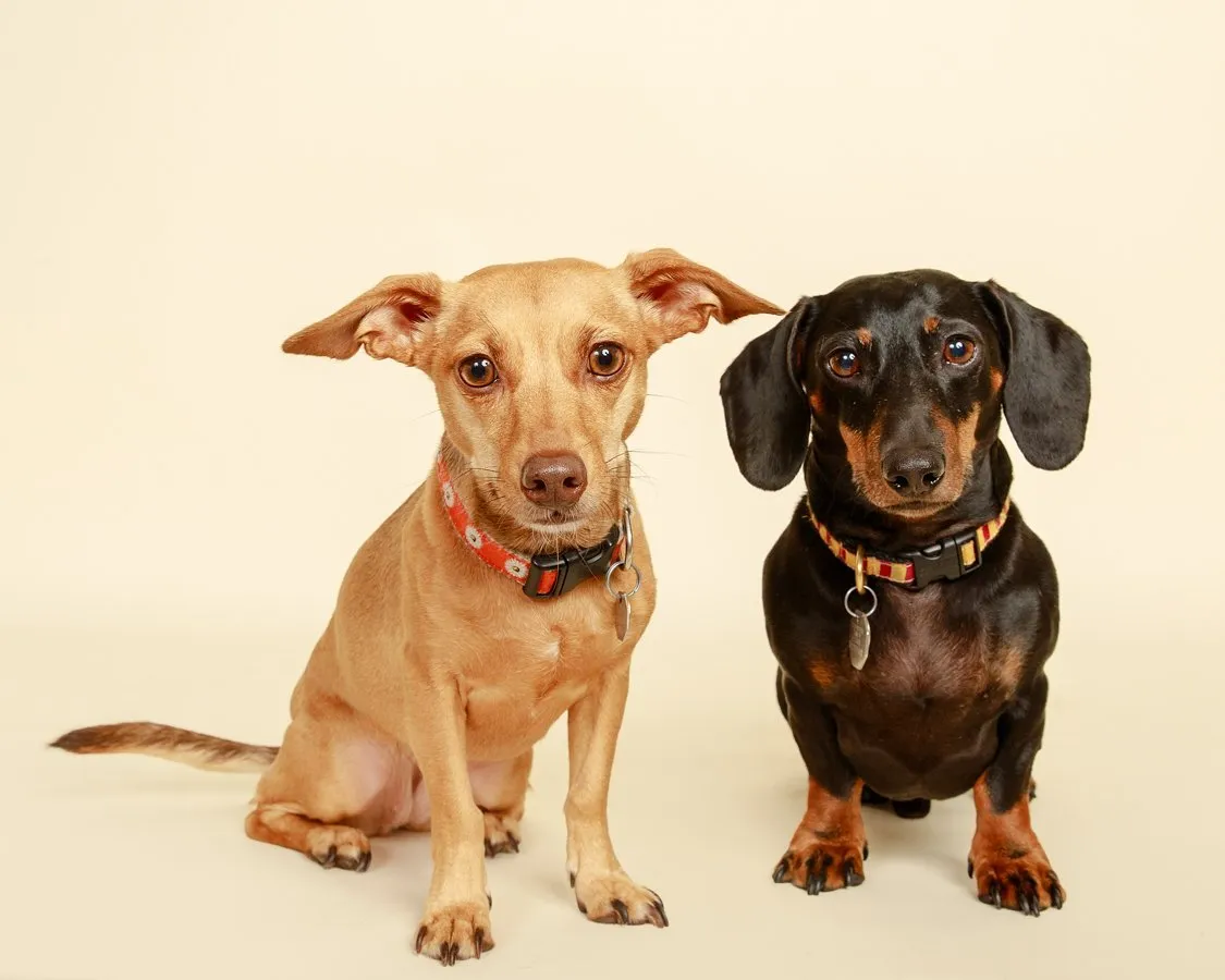 pet-dogs-photoshoot pet dogs photoshoot