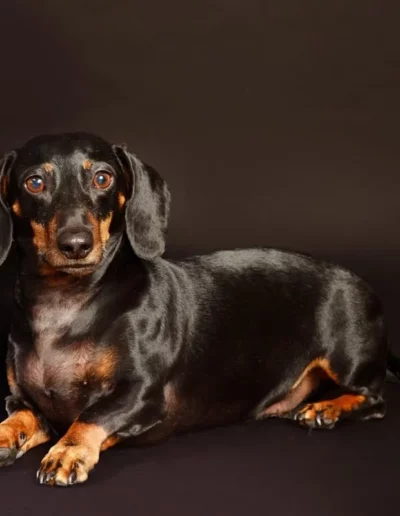 Dog Photoshoot