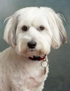 Dog Photoshoot