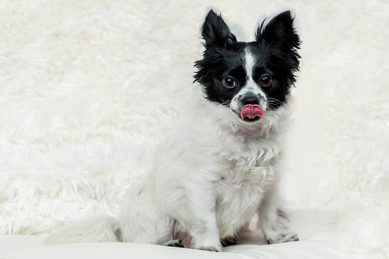 CX1A1330-Edit small white and black dog photo dog photographer pooja photography