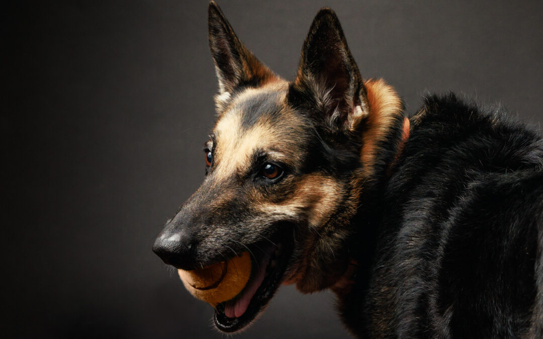german shepherd dog photo with a ball
