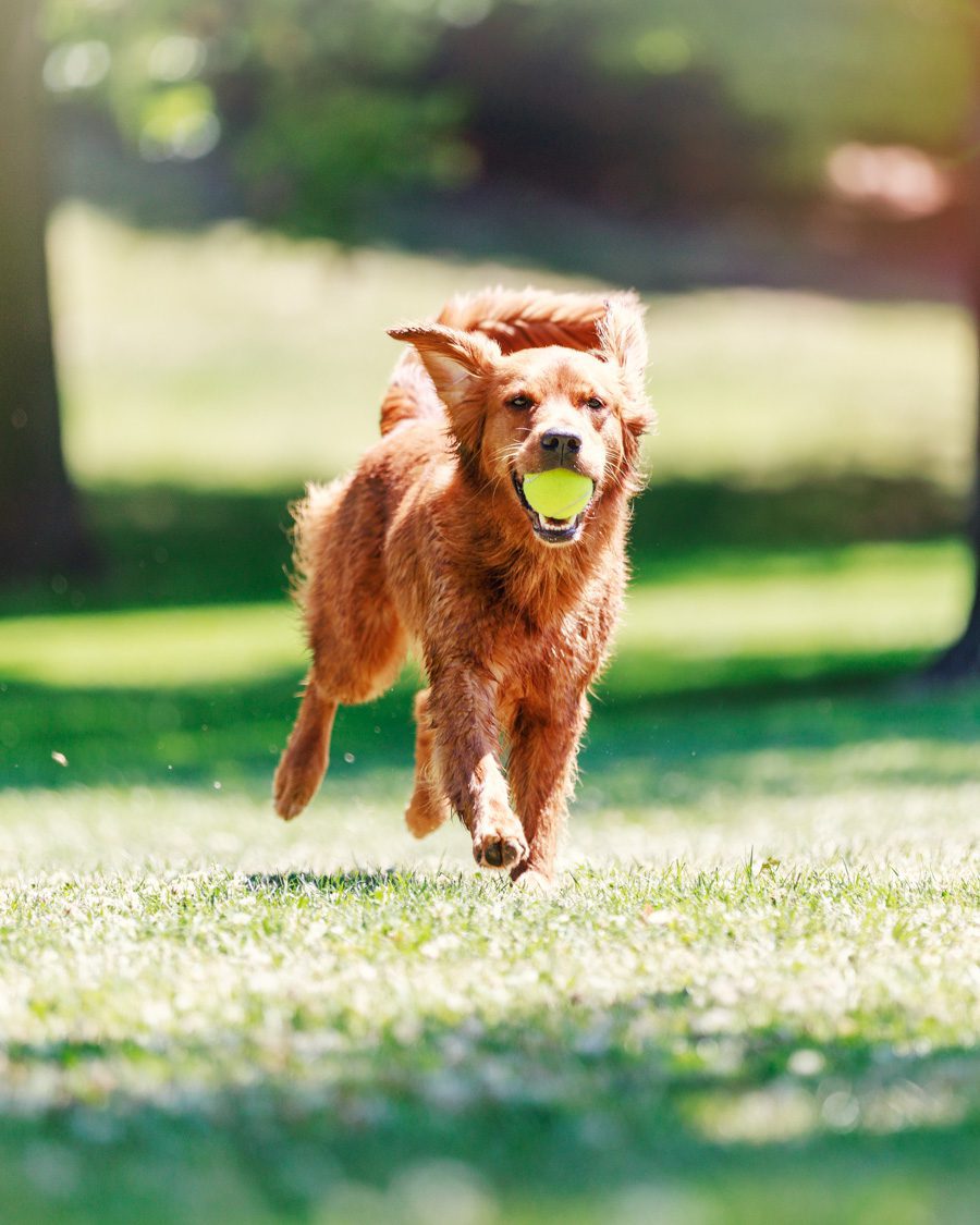 Golden retriever with tennis ball - joyful pet portrait outdoors