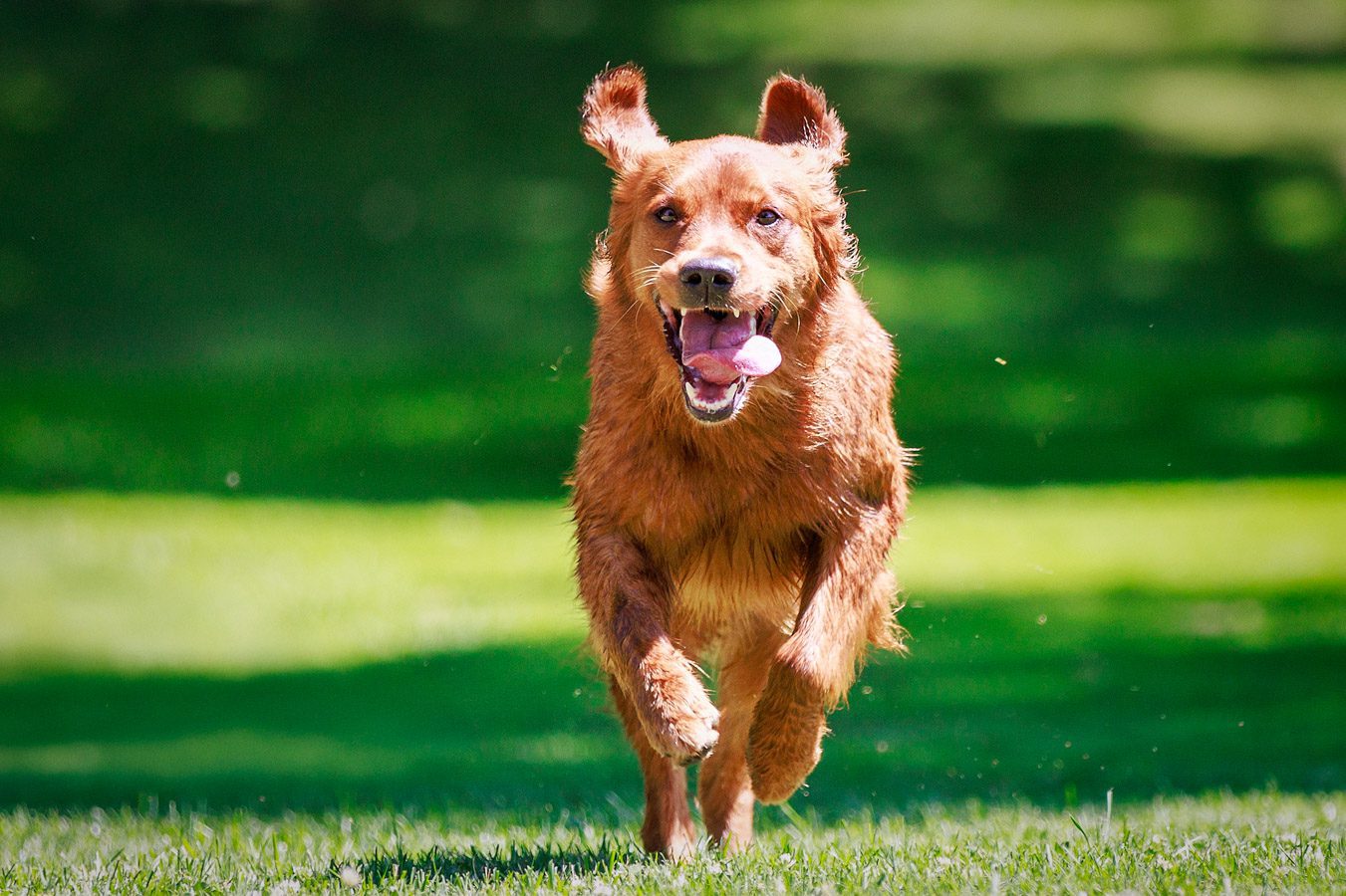 Bay Area Pet Photography That Captures Personality & Love